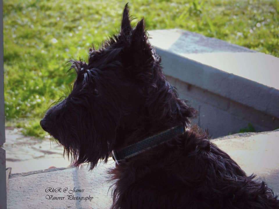 MacFie's Scottish Terriers