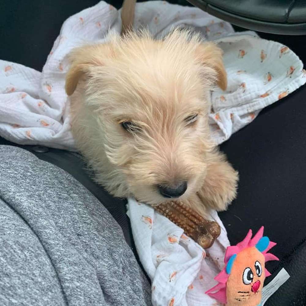 Oliver update