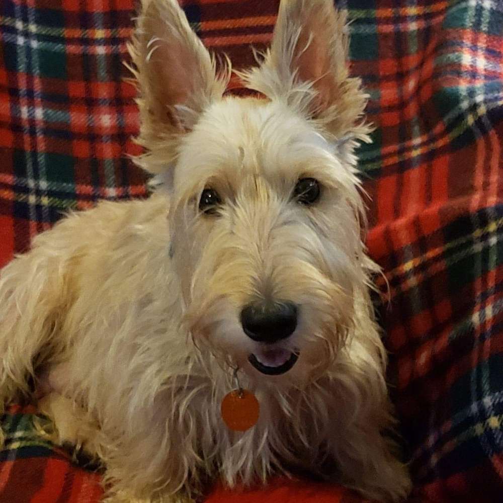 Molly Macfie