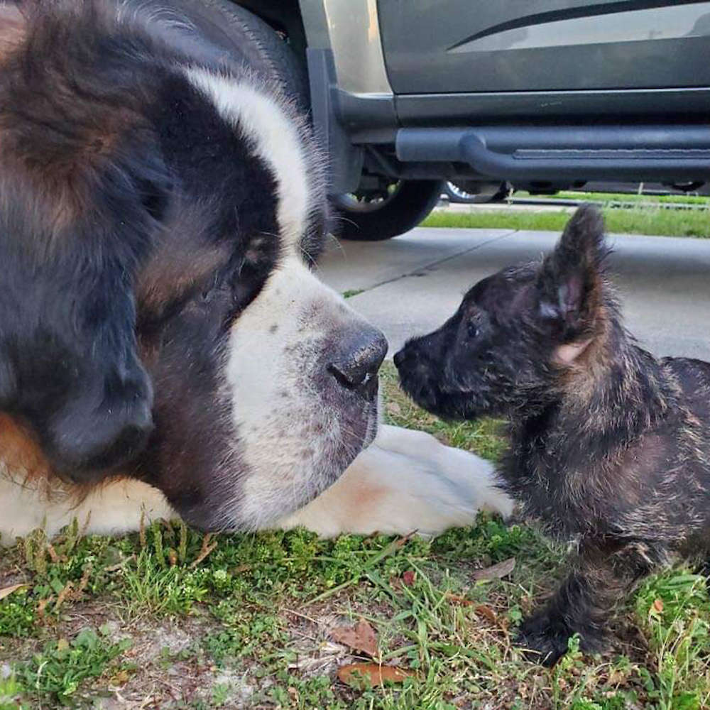 We love puppy updates!